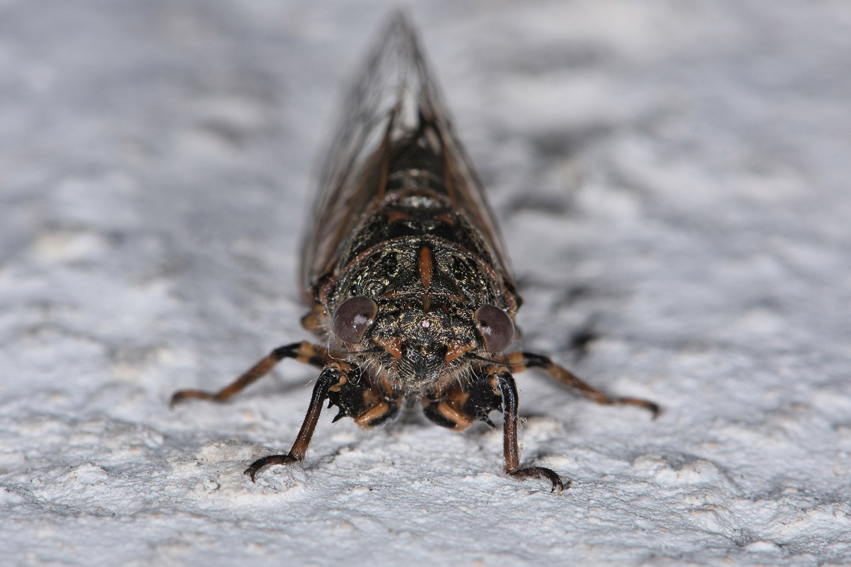 Cicadidae: Tettigettalna sp?